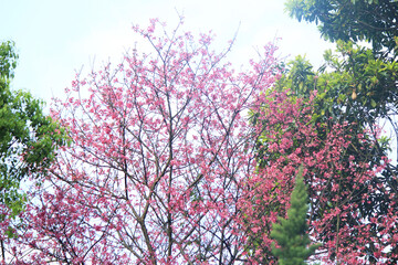 pink color cherry blossom sakura in Taipei, Taiwan