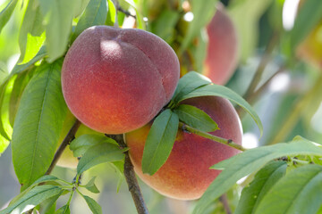 Ripe sweet peach fruits growing on a peach tree branch in orchard