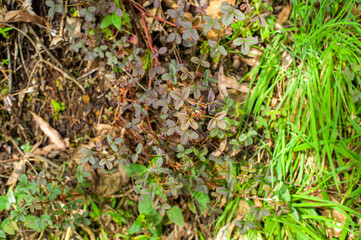 The White Clover (Trifolium Repens), also Known as Dutch Clover, Ladino Clover, or Ladino is growing in the Soil