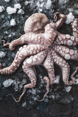 close-up view of octopus with ice on grey background 