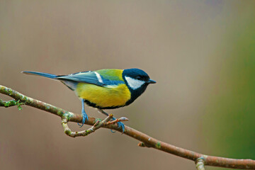Fototapeta premium règne animal