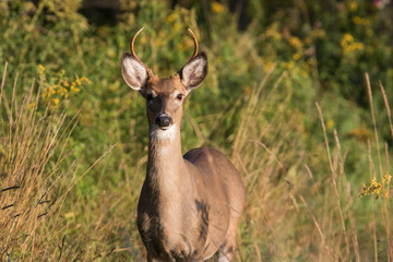 white-tailed deer (Odocoileus virginianus) in summer