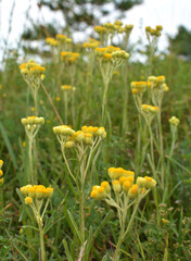 In the wild, the blooms immortelle (Helichrysum arenarium)