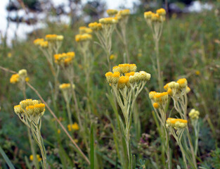 In the wild, the blooms immortelle (Helichrysum arenarium)