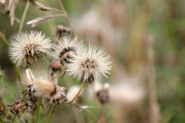 Thistle head closeup picture. Nature background. Soft focus and bokeh.