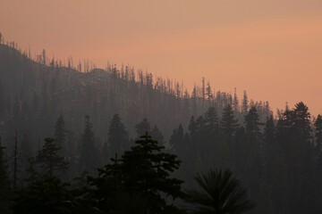 Very hazy and smokey view of pine trees on a mountain near sunset, during California's wildfire season