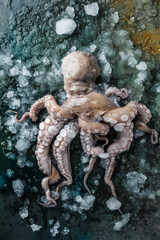 Fototapeta na wymiar close-up view of octopus with ice on grey background 