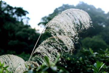 Japanese silvergrass in the field
