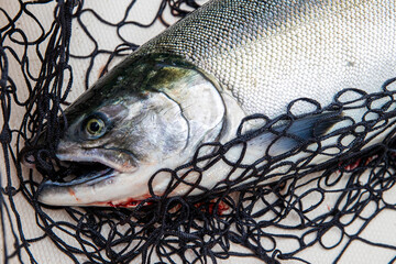 Fresh hatchery coho salmon fish caught in a fisherman net on a boat after being caught