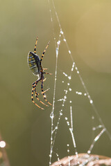 Argiope trifasciata (the banded garden spider or banded orb weaving spider)