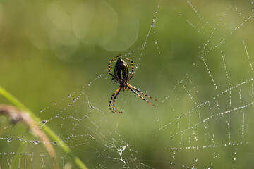 Argiope trifasciata (the banded garden spider or banded orb weaving spider)