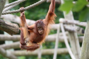 règne animal © llaurent789