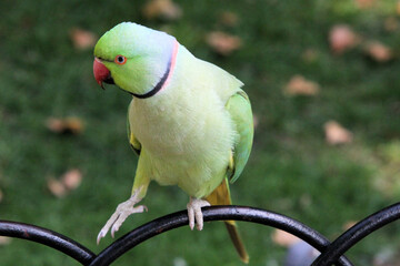 A view of a Ring Necked Parakeet in London