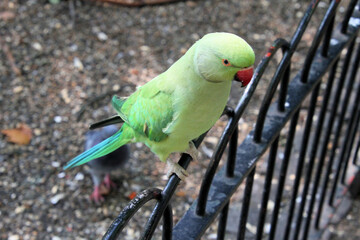 A view of a Ring Necked Parakeet in London