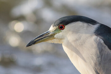 black-crowned night heron (Nycticorax nycticorax)
