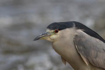 black-crowned night heron (Nycticorax nycticorax)