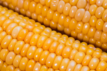 yellow corn stalk close up photo in wooden background
