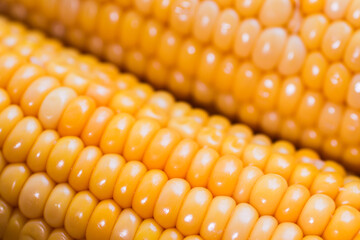 yellow corn stalk close up photo in wooden background