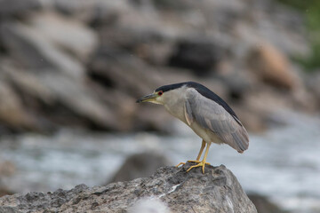 black-crowned night heron (Nycticorax nycticorax)