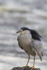 black-crowned night heron (Nycticorax nycticorax)