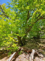 Beech tree with large canopy in summer light