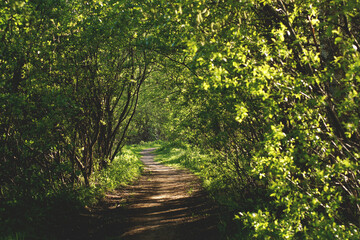 Obraz premium Summer landscape, a corridor of trees and a footpath going through it, green foliage surrounds and pacifies.