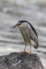 black-crowned night heron (Nycticorax nycticorax)