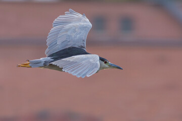 black-crowned night heron (Nycticorax nycticorax)