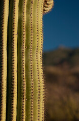 Saguaro cactus close up 