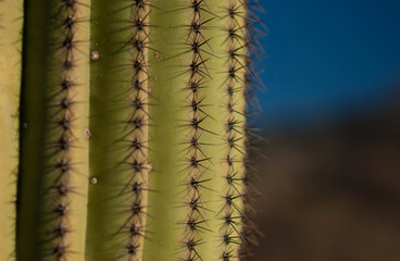 Saguaro cactus close up 