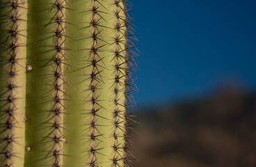 Saguaro cactus close up 