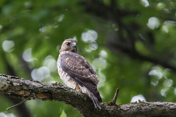 broad-winged hawk (Buteo platypterus)