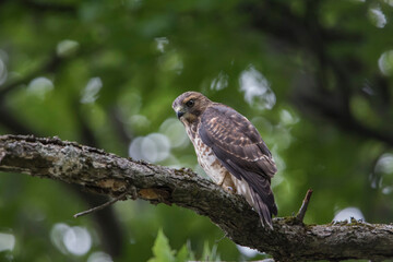 broad-winged hawk (Buteo platypterus)
