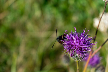 Six spot burnet feeding on a knapweed blooming flower, black and red bug sitting on a. plant on a sunny day. British meadows wildlife, polinators in UK, wild flower accessibility crisis in Britain