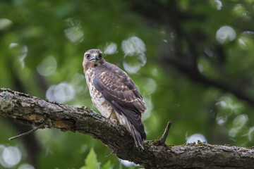 broad-winged hawk (Buteo platypterus)