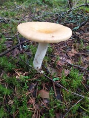 Light inedible mushroom in the forest