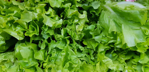 Fototapeta na wymiar fresh bunch of lettuce leaves in vegetable market for sale