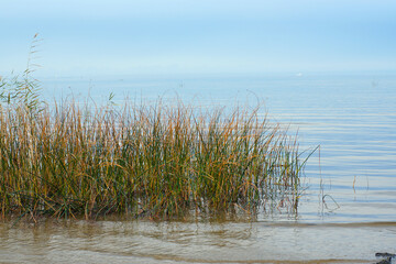 Grass grown in the water of the bay with blue water on the background of clear sky