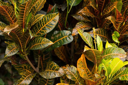 Colorful Plant
