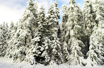 Green spruce branches covered with snow. Snow-covered coniferous forest. Selective focus, copy space. Winter botanical background. Merry christmas and happy new year concept.