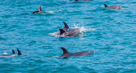 Pod of Dolphins in Bay of Islands, New Zealand