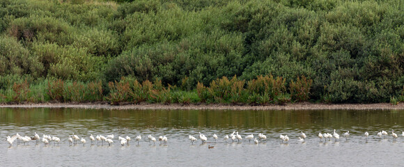 Eurasian spoonbills (Platalea leucorodia) in the shallow waters of the Hammersee at Juist, East Frisian Islands, Germany.
