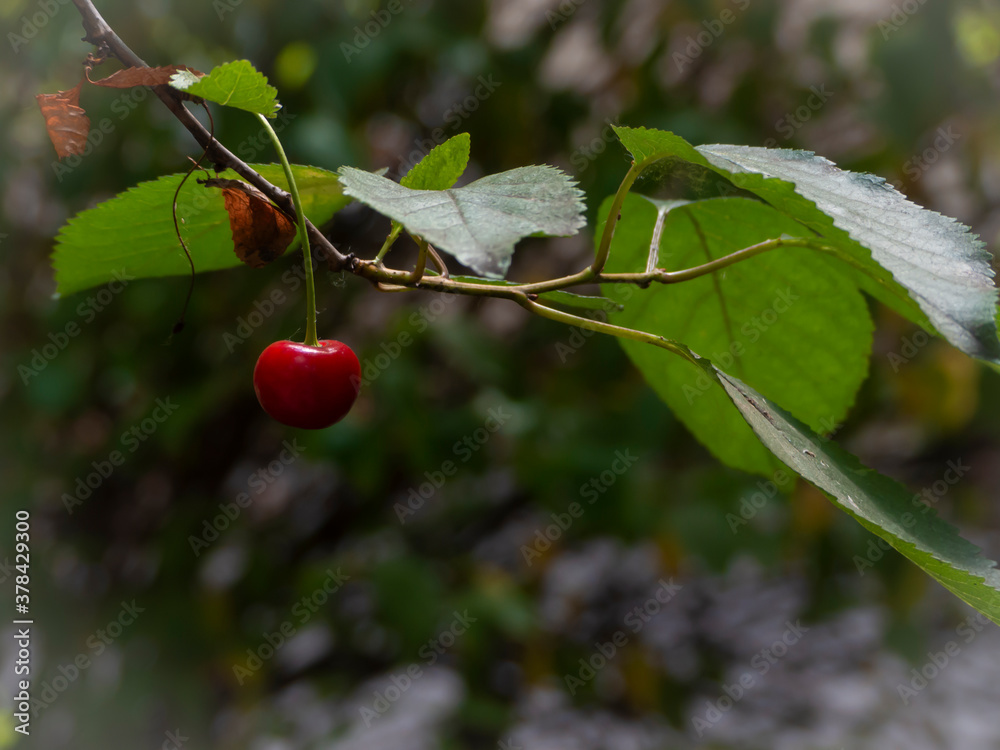 Sticker red cherry on a tree