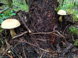 Mossy mushrooms in the forest on the old trunk