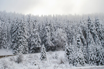 Green spruce branches covered with snow. Snow-covered coniferous forest. Selective focus, copy space. Winter botanical background. Merry christmas and happy new year concept.