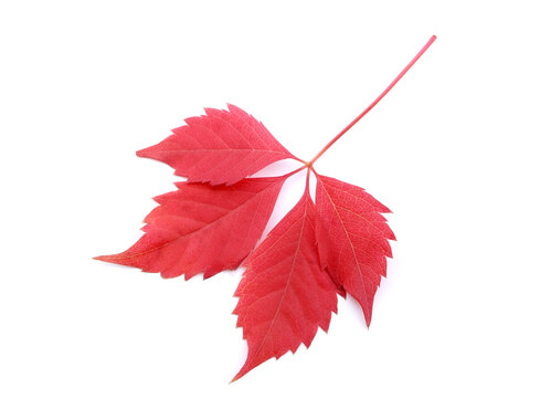 Red leaves of wild grape isolated on a white background. Autumn red leaves of grape