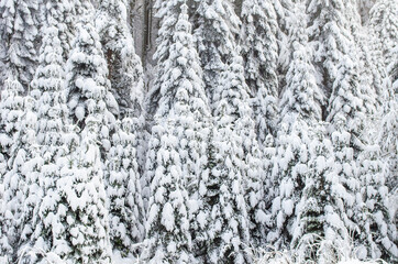 Green spruce branches covered with snow. Snow-covered coniferous forest. Selective focus, copy space. Winter botanical background. Merry christmas and happy new year concept.