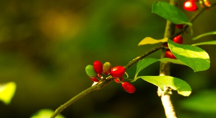 Fototapeta premium Woody Nature Shots