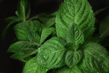 Green mint leaves splashed with water on a dark background, close.
