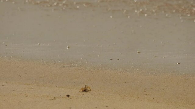 Crab on the sandy beach